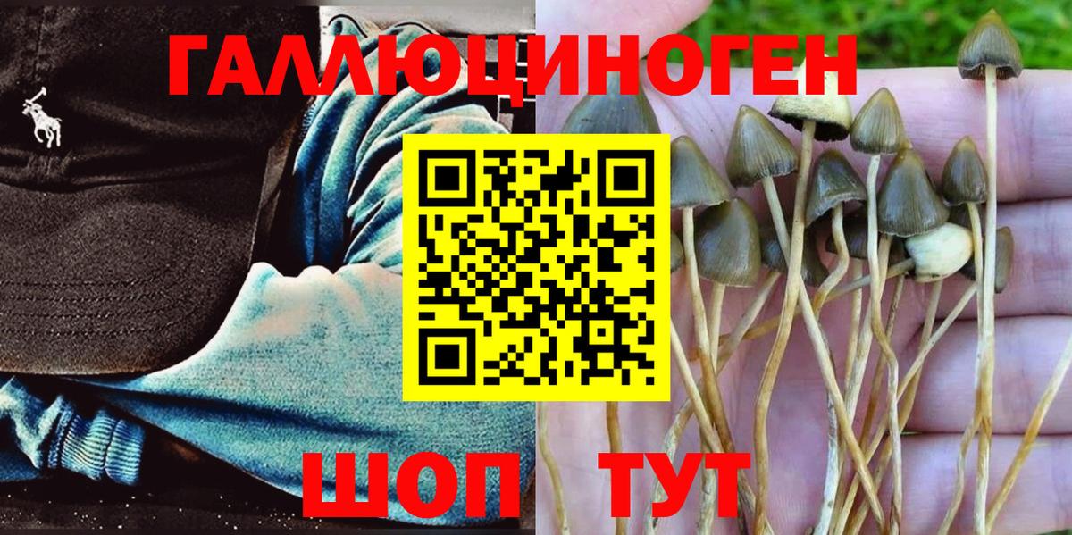 Северск  Галлюциногенные грибы Cubensis  Вход с VPN 